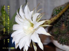 サボテンの花
