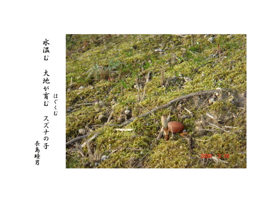 つくし