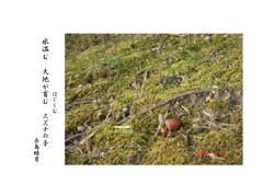 つくし