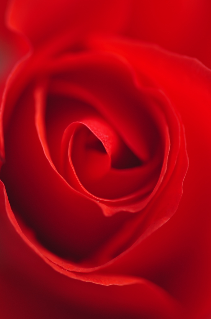Rose -red-