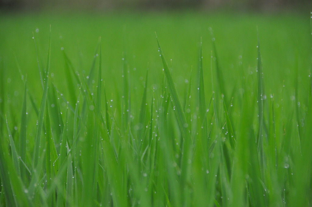 夏の息吹