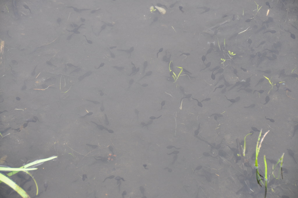 おたまじゃくし