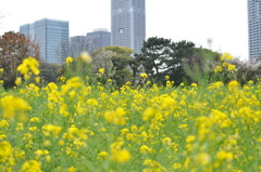 浜離宮の菜の花
