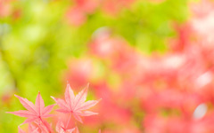 晩秋の輝き