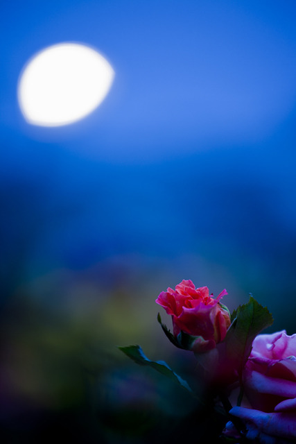 嘘月に捧げる赤薔薇