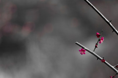 紅