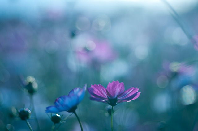 夜想秋桜
