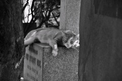 Cat on grave