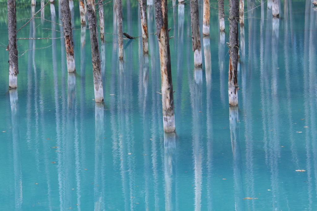 青い池