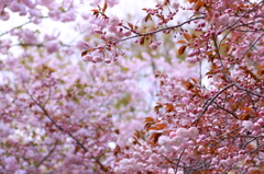 晩春の八重桜 (2)