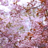 晩春の八重桜 (2)