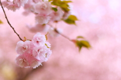 晩春の八重桜 (1)