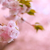 晩春の八重桜 (1)