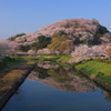 春満開の山