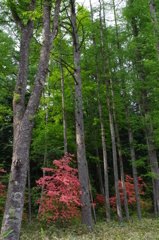 山林にて
