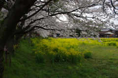 桜と菜の花
