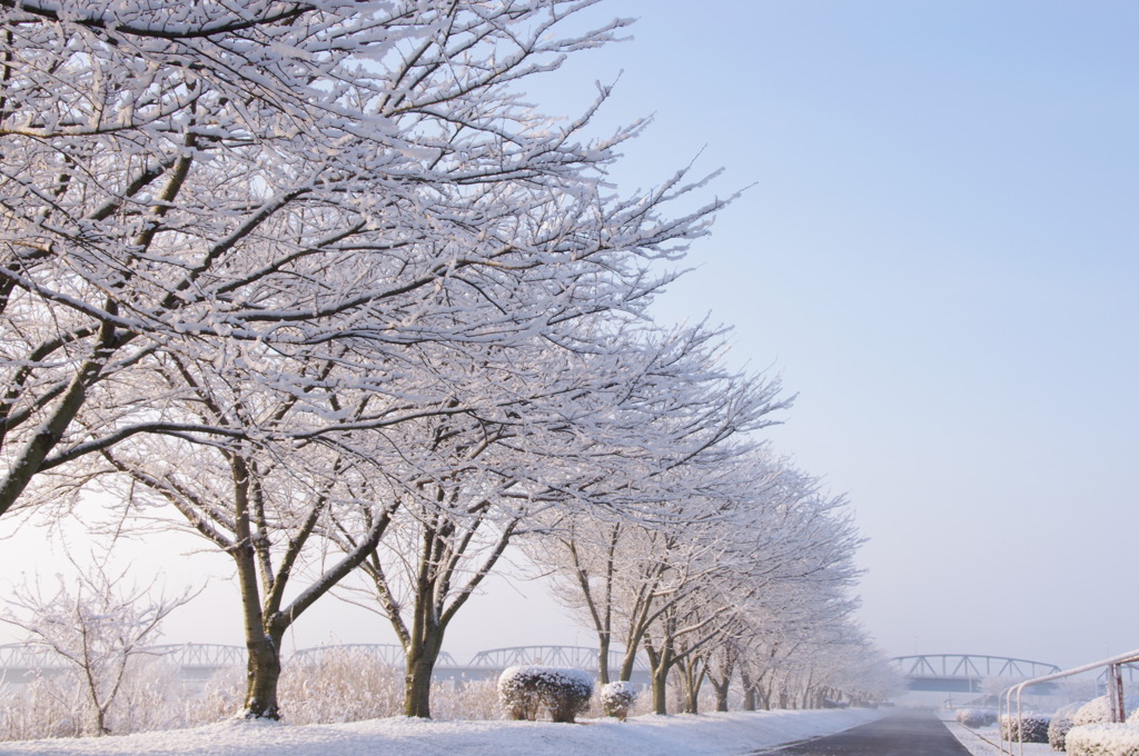 雪に覆われた並木