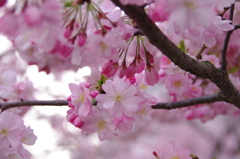 思川桜