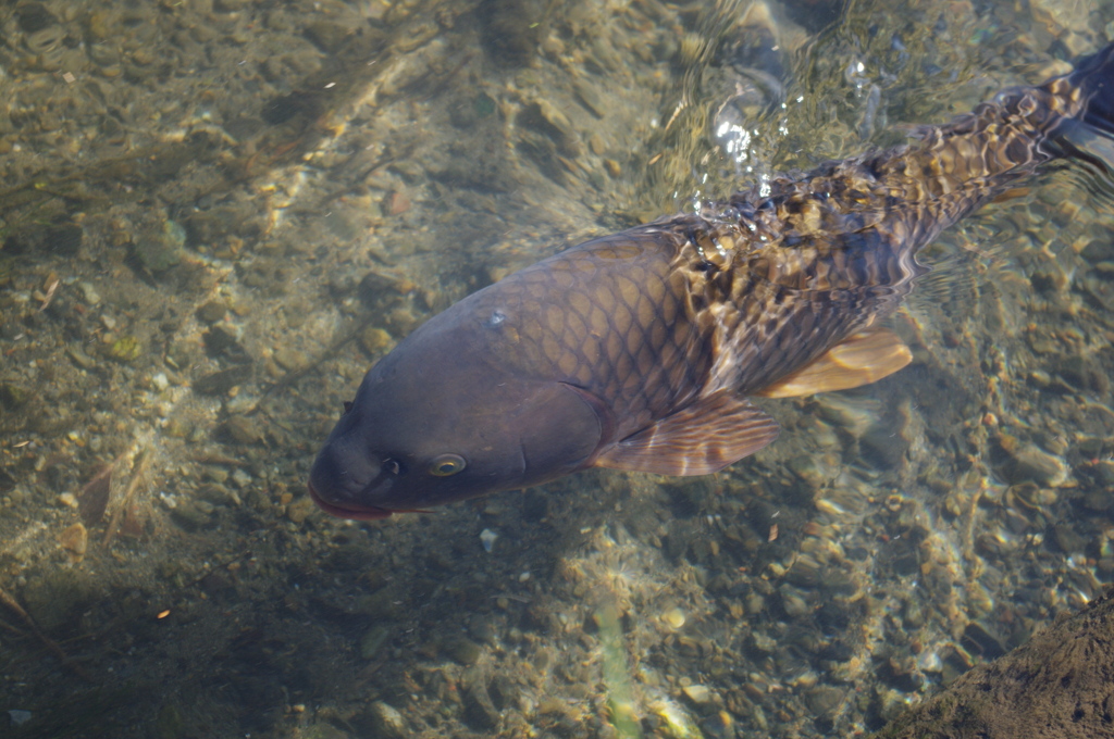 魚