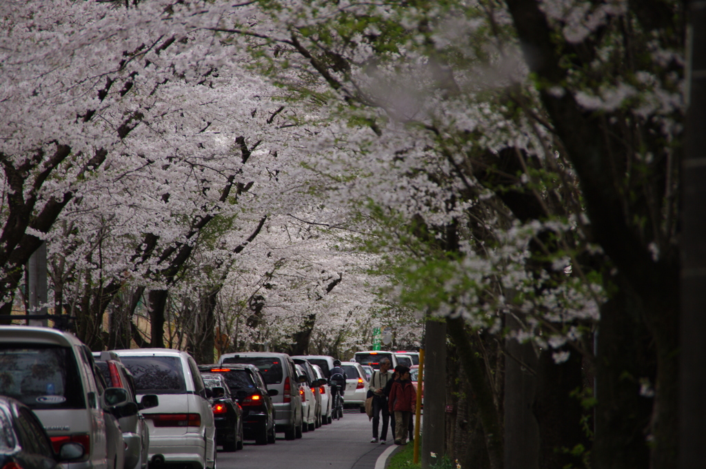 桜並木と渋滞