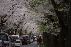 桜並木と渋滞