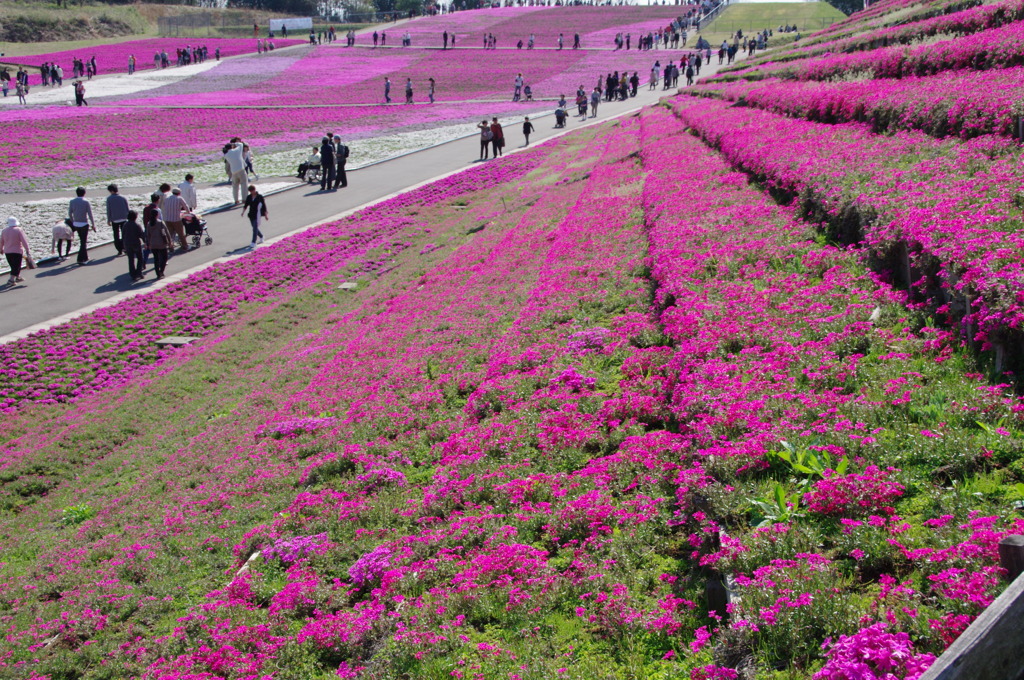 芝桜４