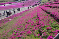 芝桜４