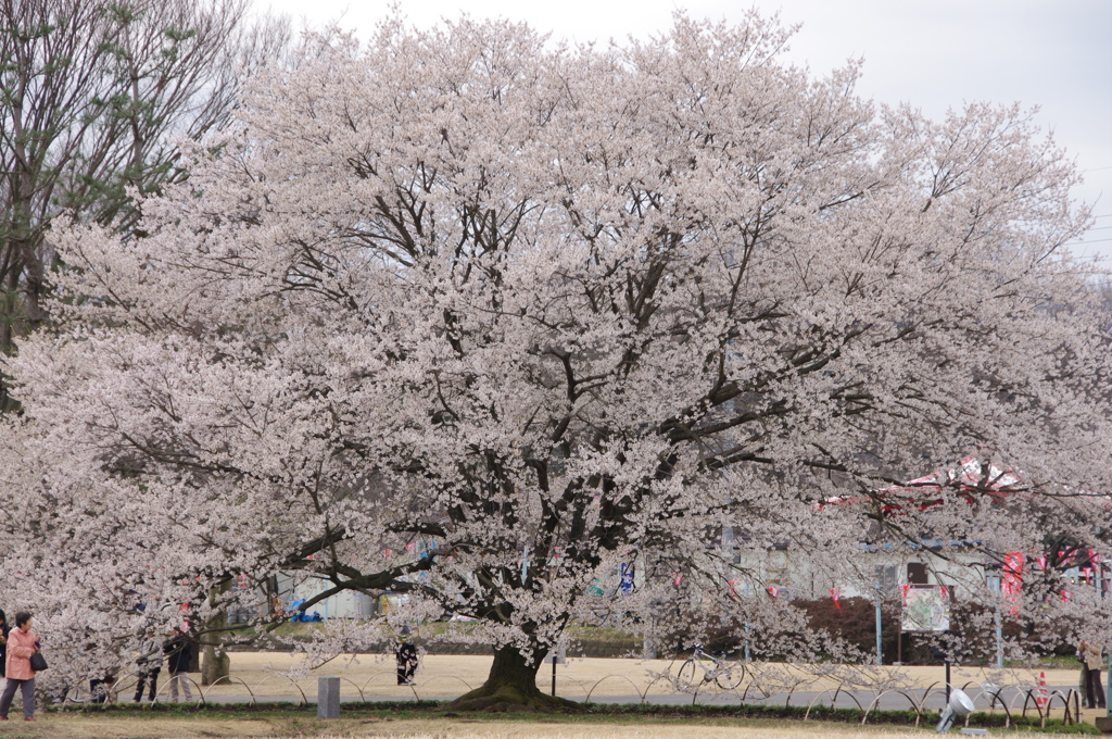 天平の丘公園内の淡墨桜