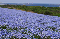 丘から