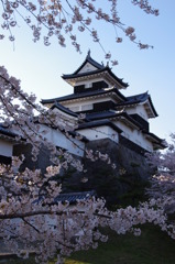 白河小峰城と桜