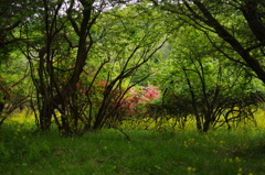 山林にて