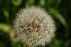 冠毛