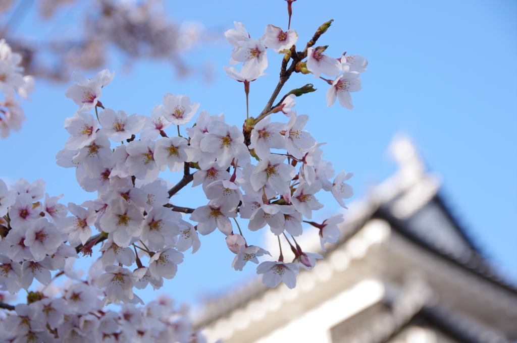 白河小峰城天守閣と桜