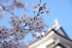 白河小峰城天守閣と桜