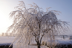 木への積雪