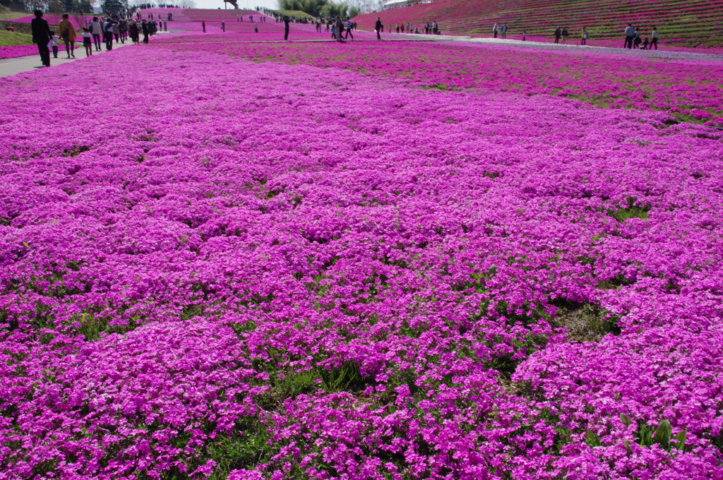 芝桜３