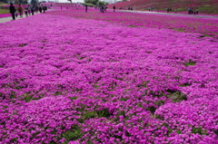 芝桜３