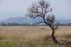 葦原のなか