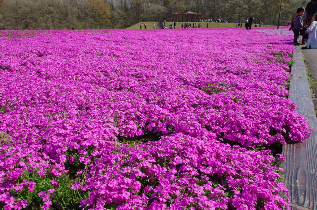芝桜２