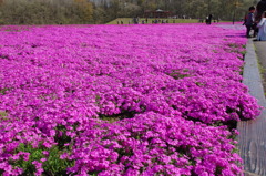 芝桜２