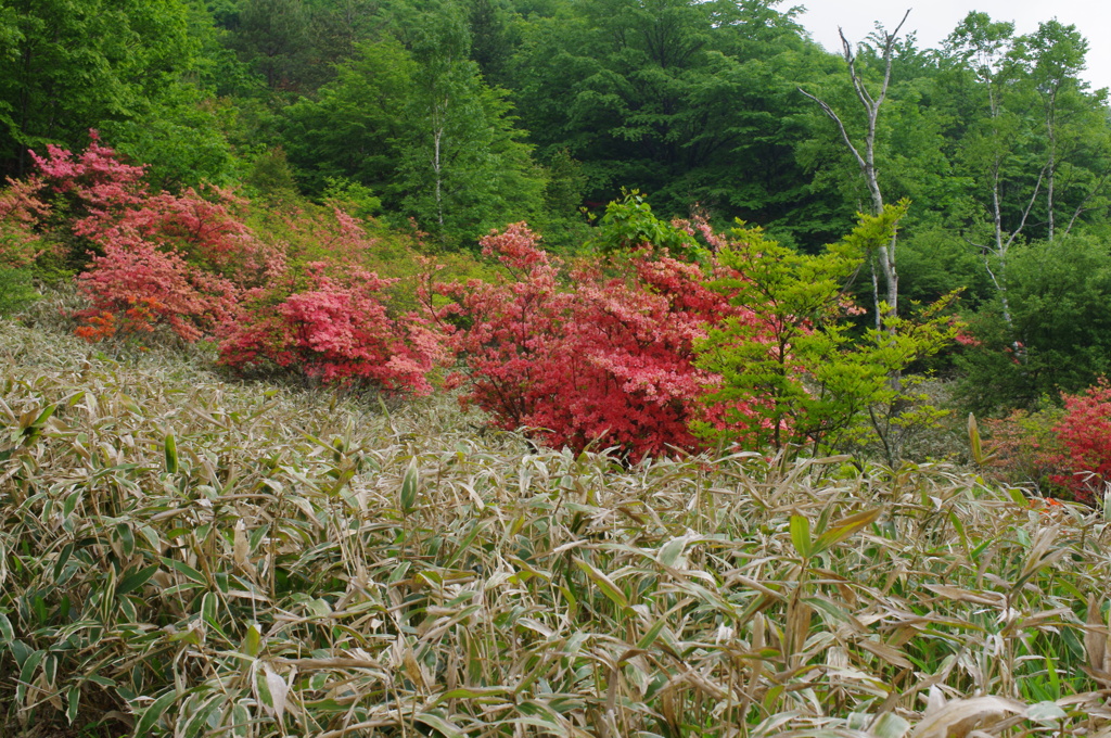 山林にて