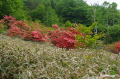 山林にて