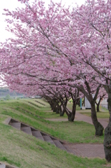 土手沿いの桜並木
