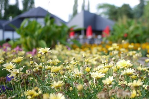 一面の小花