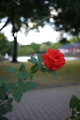 赤色の心
