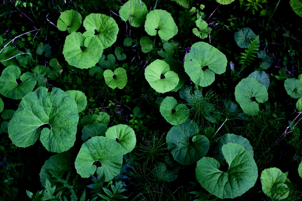 Green Circle