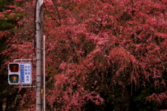 桜信号