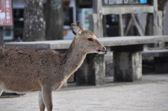 ぺこちゃん