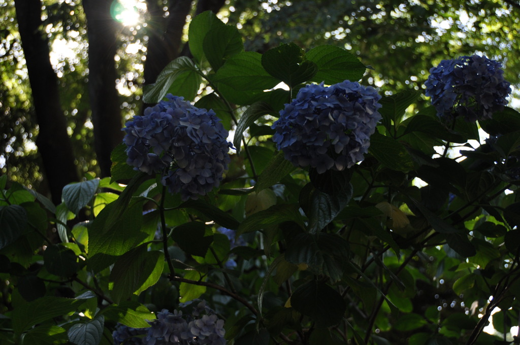 紫陽花-2