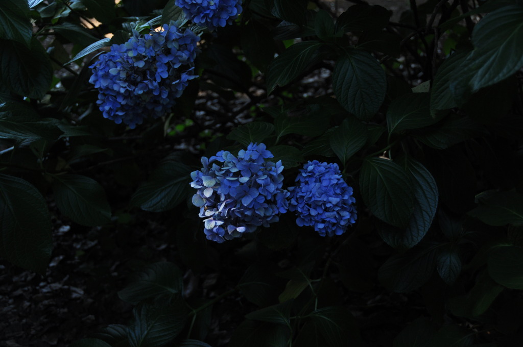 紫陽花-3